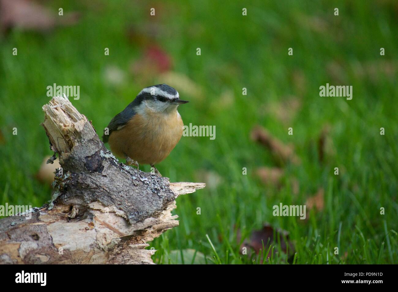 Red-breasted Kleiber auf einem Ast auf den Boden stand (Sitta canadensis) Stockfoto