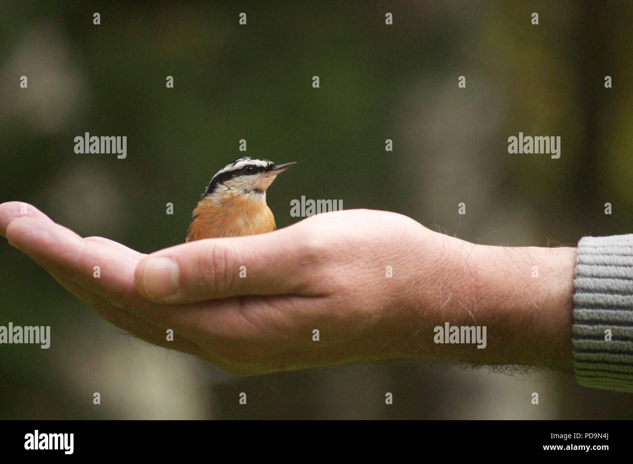 Vogel in der Handfläche (Red-breasted Kleiber (Sitta canadensis) (Vogel saß in someones Hand) (Vogel) (Hand feeding Vögel) Stockfoto