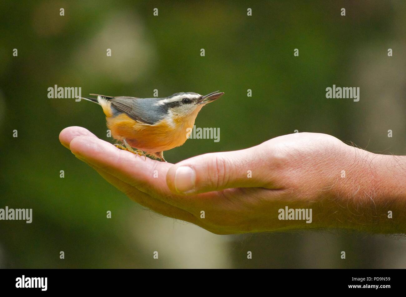 Vogel in der Handfläche (Red-breasted Kleiber (Sitta canadensis) (Vogel saß in someones Hand) (Vogel) (Hand feeding Vögel) Stockfoto