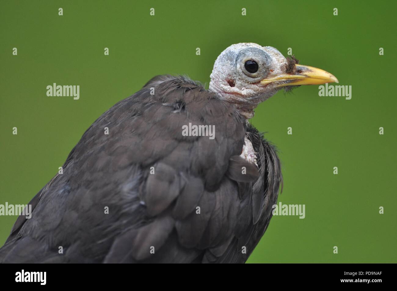 Ein kahler Blackbird ohne Kopf federn, verursacht durch Stress (kahler Vogel) (Vogel ohne Federn auf dem Kopf) (Turdus merula) Stockfoto