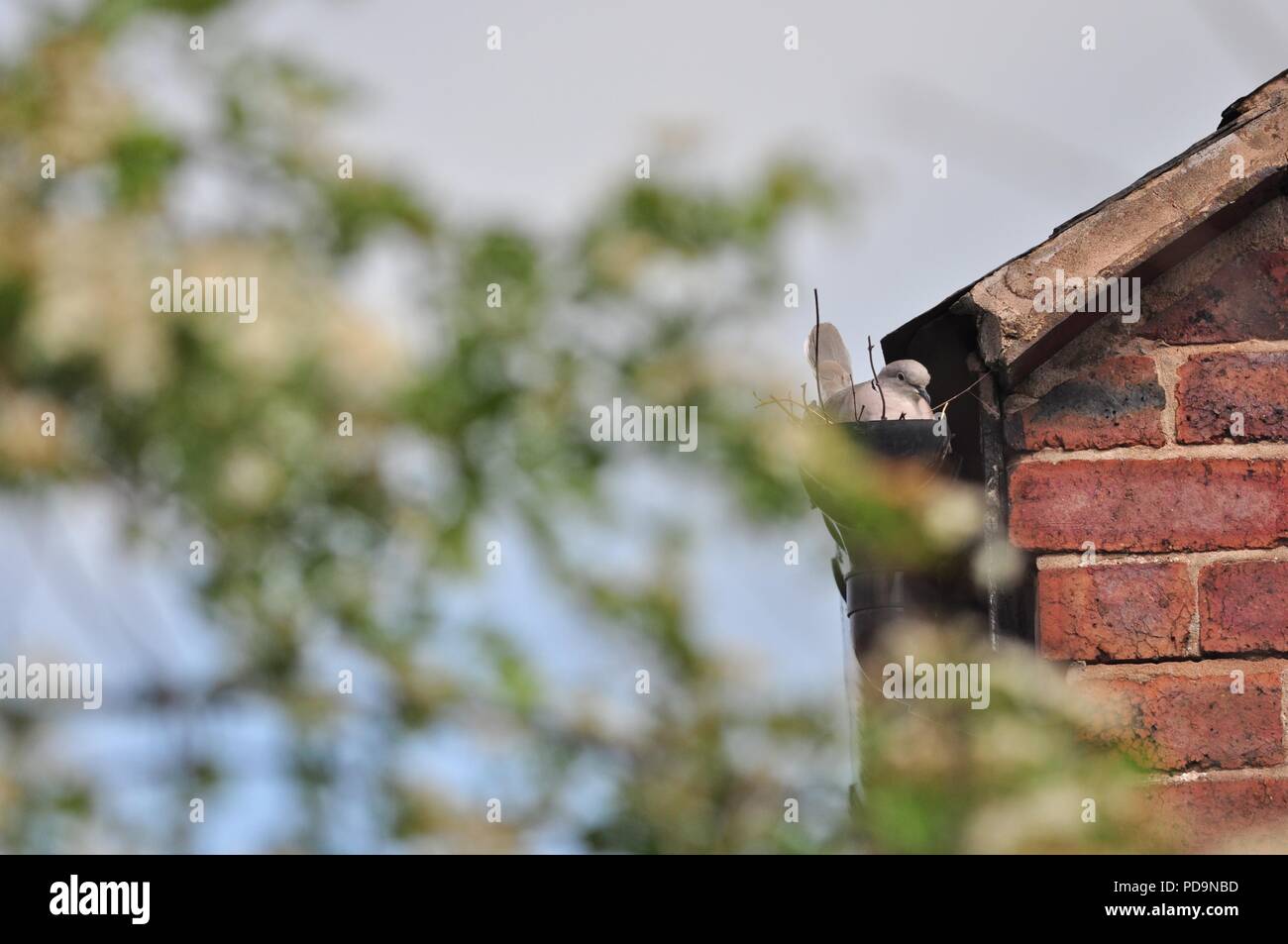 Eurasian collared dove Verschachtelung in ein Abflußrohr auf ein Haus (Vögel nisten in gutter) (Streptopelia decaocto) Stockfoto