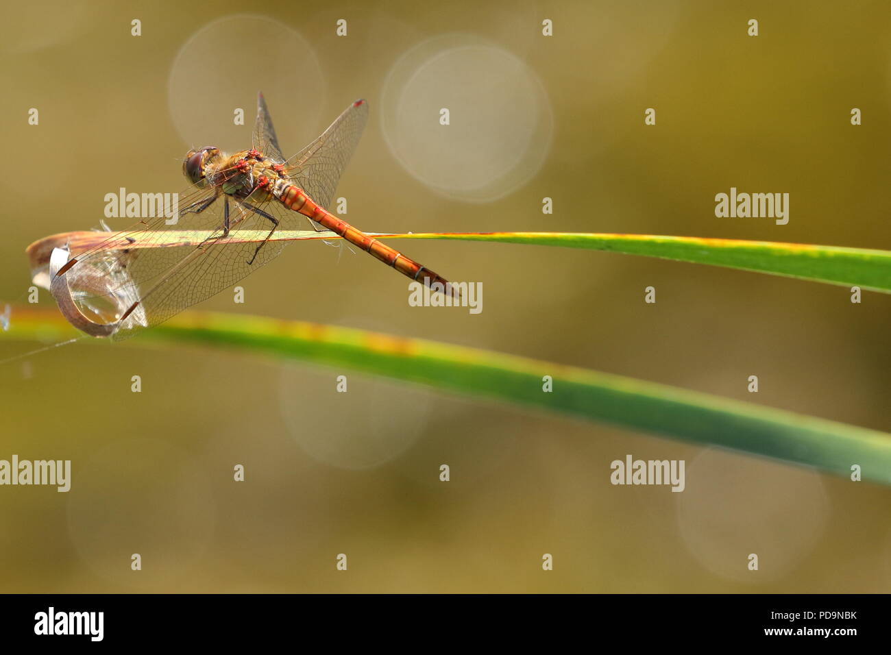 Gemeinsame darter, Sympetrum striolatum, RSPB Saltholme. UK. Stockfoto