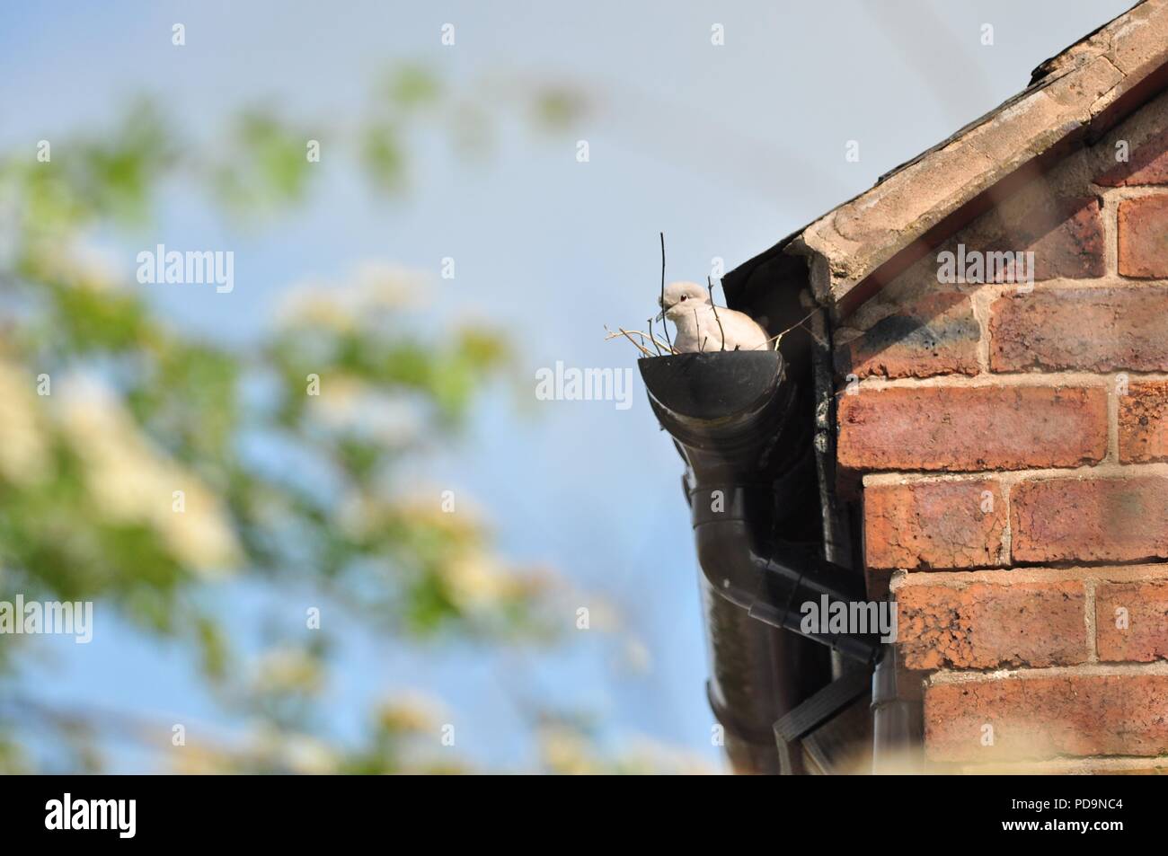 Eurasian collared dove Verschachtelung in ein Abflußrohr auf ein Haus (Vögel nisten in gutter) (Streptopelia decaocto) Stockfoto