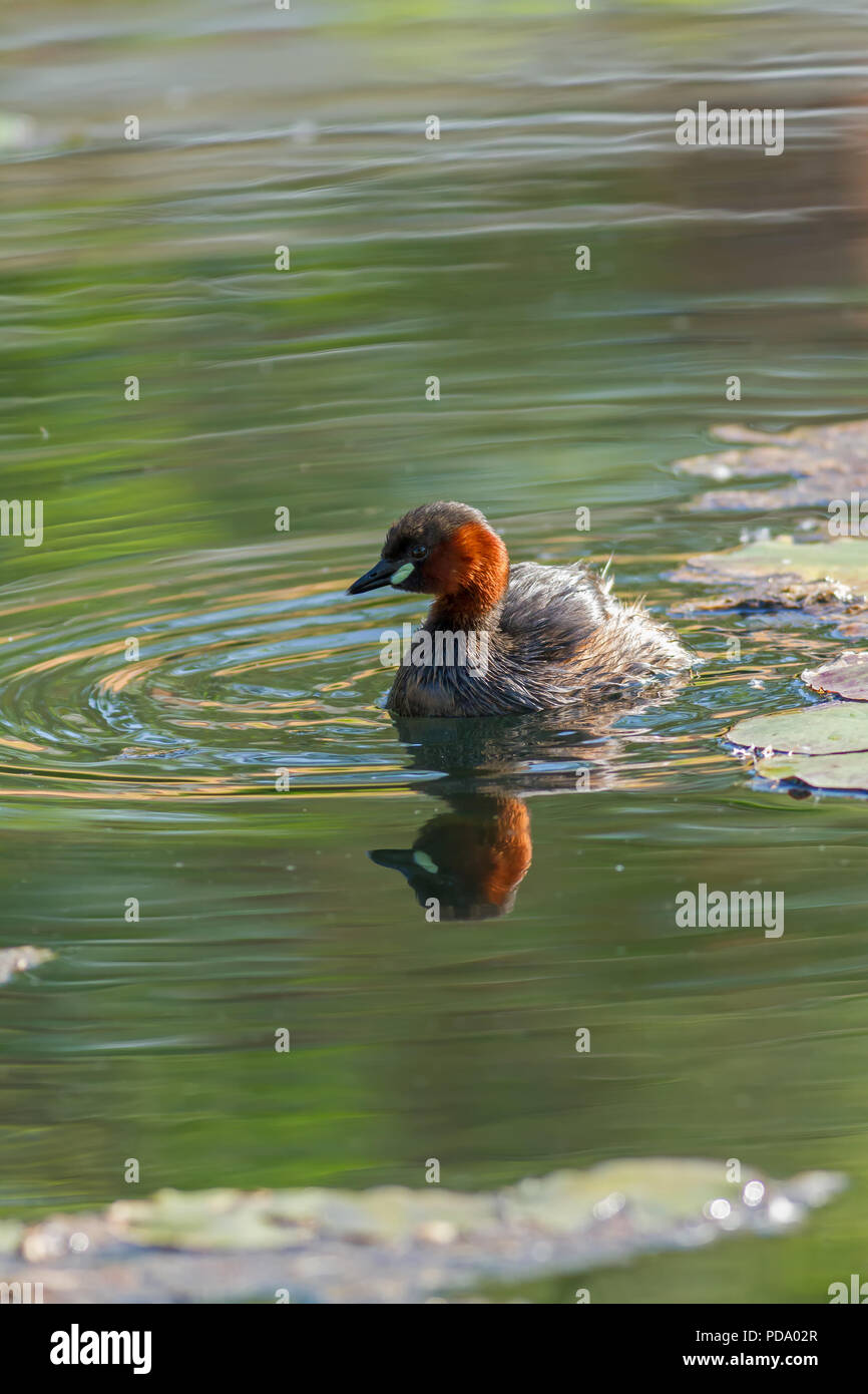 Junge Zwergtaucher Vögel auf dem Wasser Stockfoto