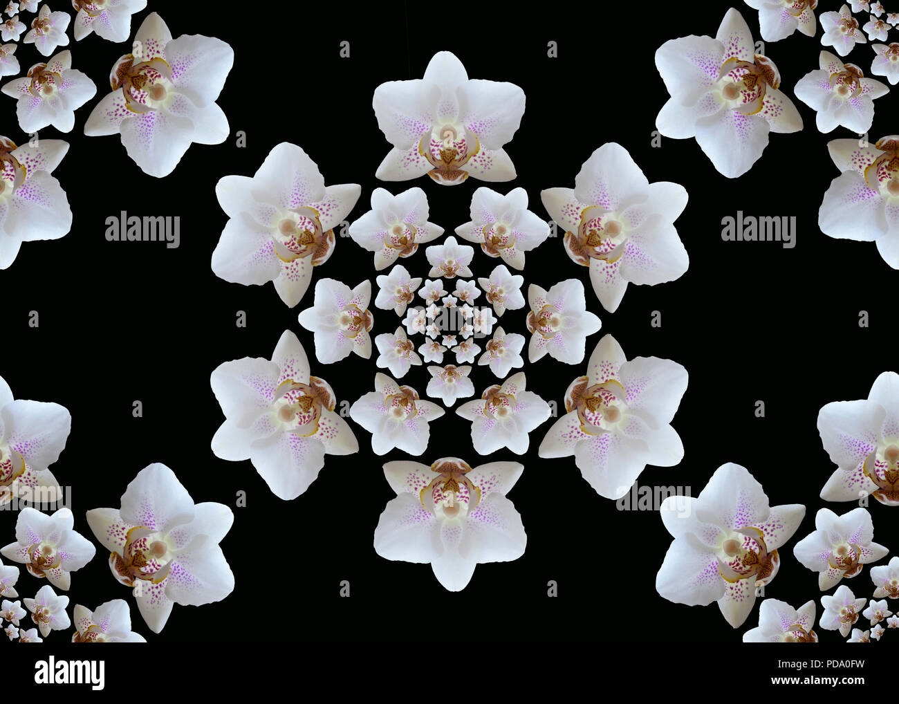 Nahtlose Orchidee blüht. Schöne geometrische sechseckige Zusammensetzung der konzentrischen weiße Orchideen auf schwarzem Hintergrund. Stockfoto