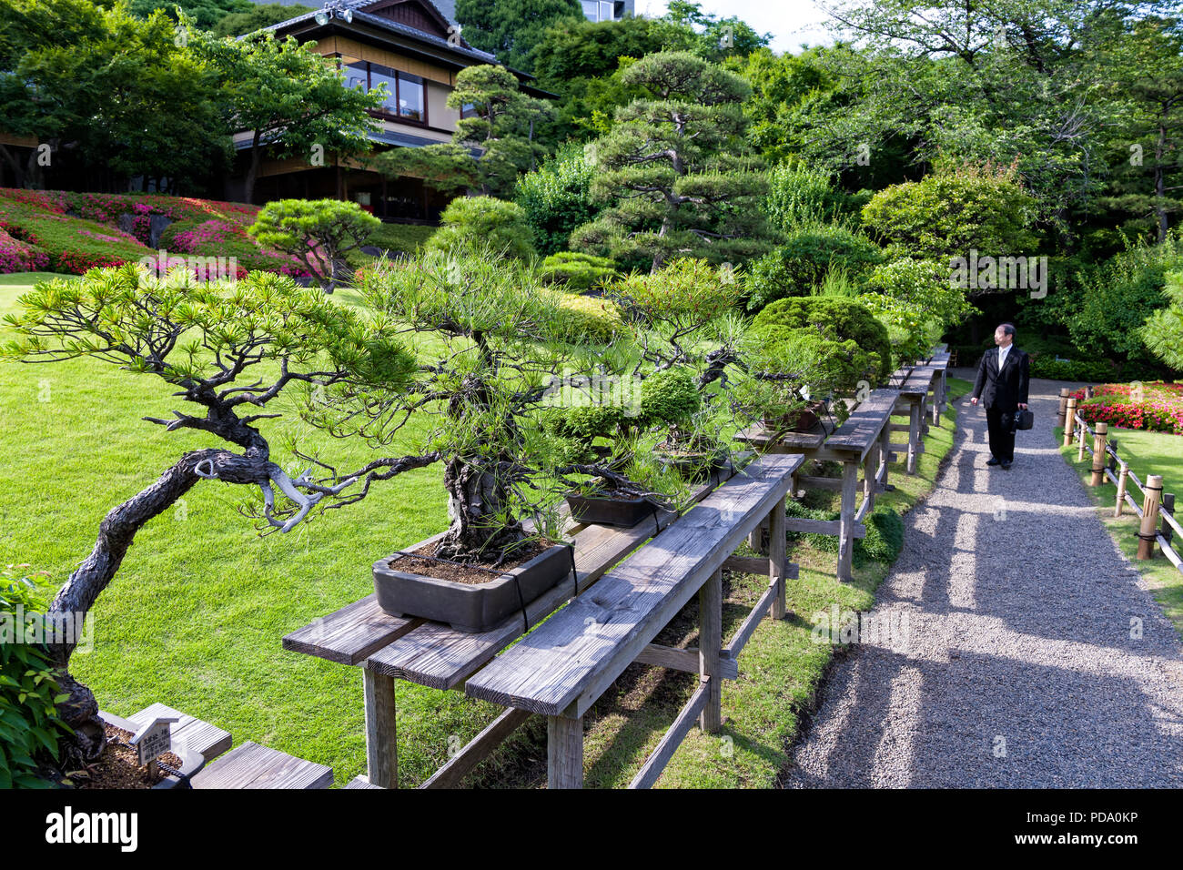 Bonsai bume ausstellung -Fotos und -Bildmaterial in hoher Auflsung  Alamy
