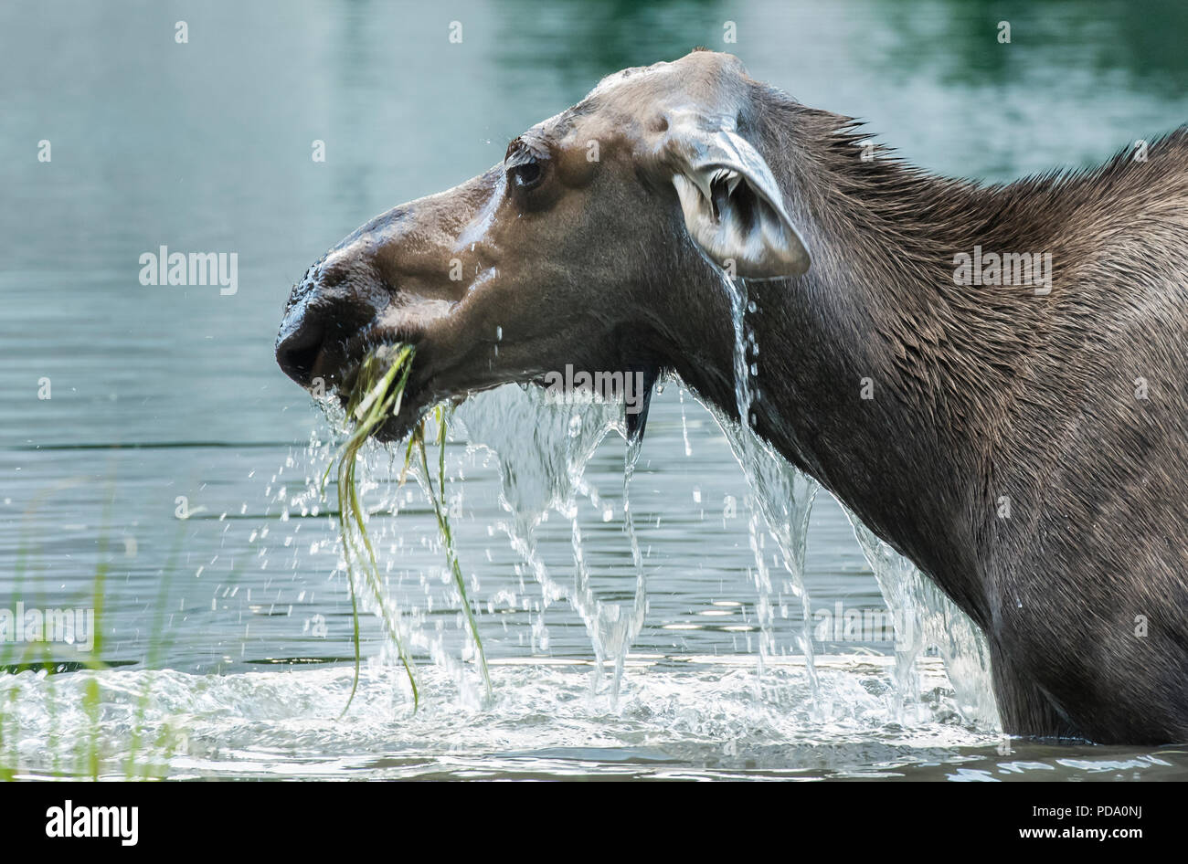 Elch im wasser Fotos und Bildmaterial in hoher Auflösung Alamy