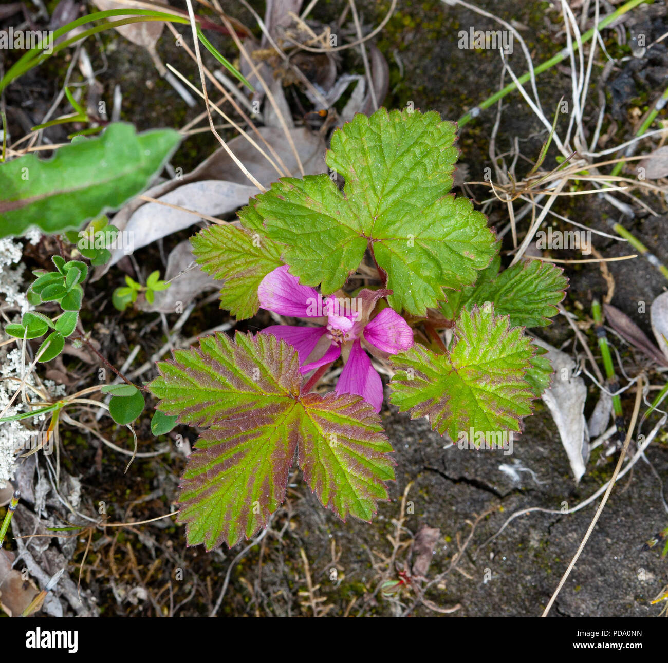 Nagoonberry (Rubus arcticus) rosa Blüte und Blätter in Alaska Stockfoto