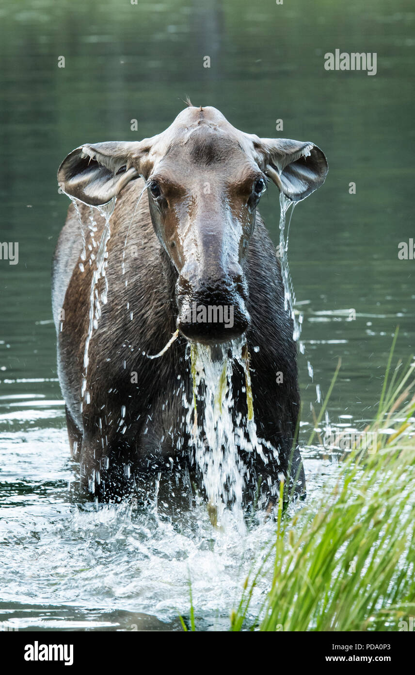 Elch im wasser Fotos und Bildmaterial in hoher Auflösung Alamy