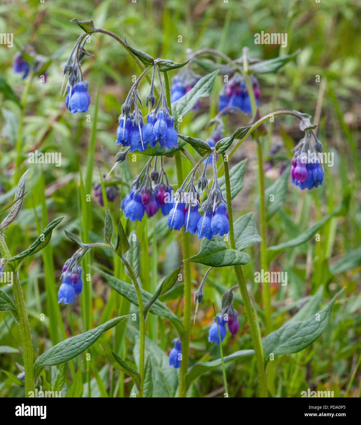 Eine Gruppe von schönen hohen Bluebell Blumen (Mertensia paniculata) blühen in Nome, Alaska Stockfoto