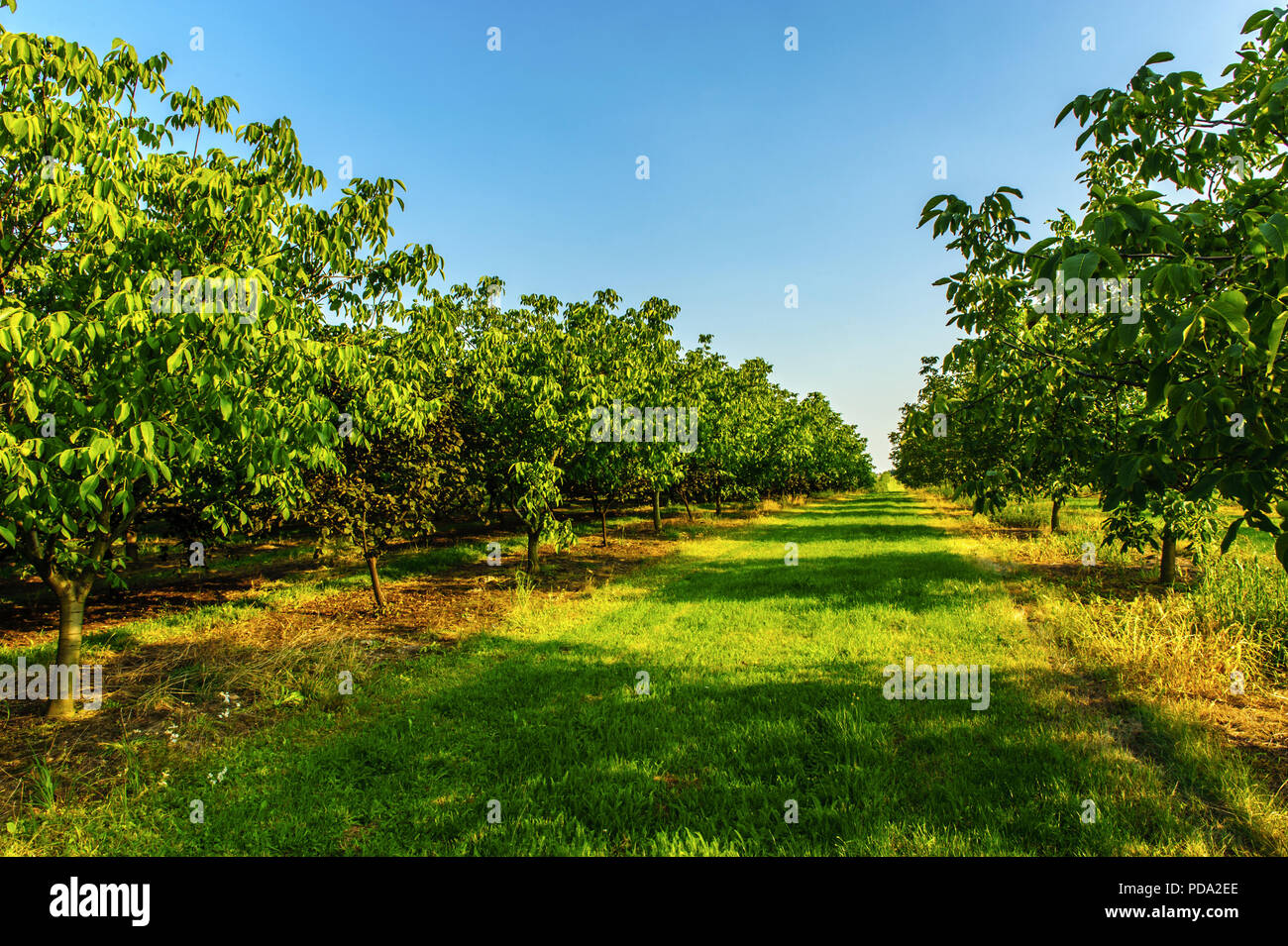 Walnuss Plantation in das Licht der Sonne Stockfoto