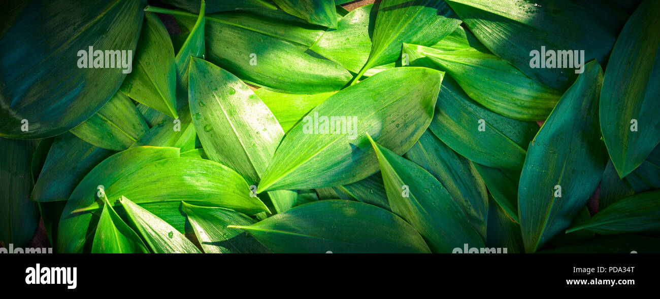 Frisch Garten Blätter lily Valley organische im Garten arbeitende Hintergrund Stockfoto