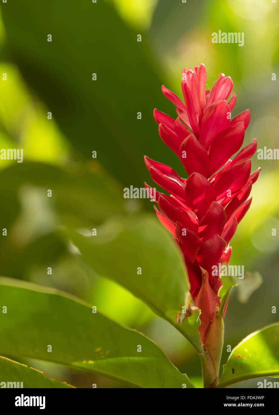 Ingwer Blume Im Garten Stockfoto Bild 214737538 Alamy
