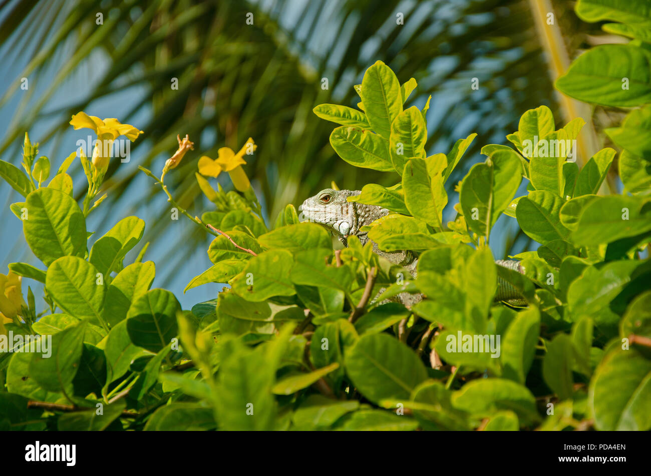 Aruba Grüner Leguan Versteckt im Gebüsch mit gelben Blumen Stockfoto