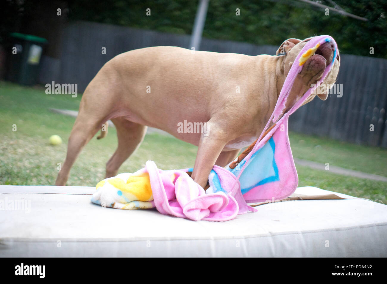 Eine braune junge Grube Stier Hund zieht ein rosa Handtuch auf eine weiße Matratze im Hinterhof Stockfoto