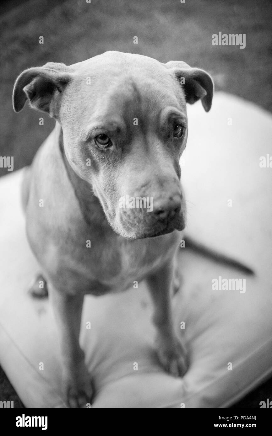 Lonely Pitbull portrait Schwarz und Weiß Stockfoto