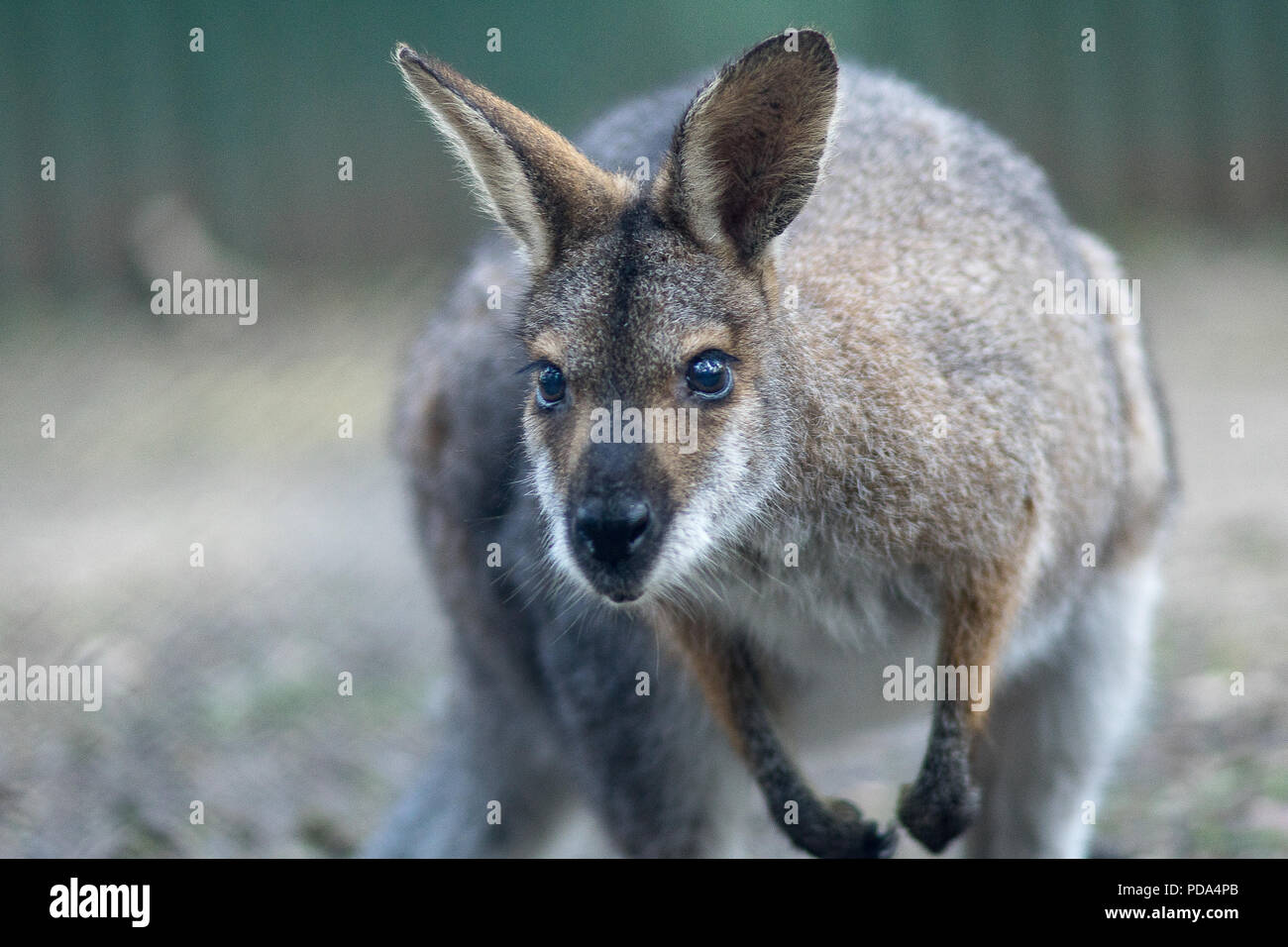 Nahaufnahme kleine Wallaby, Stockfoto