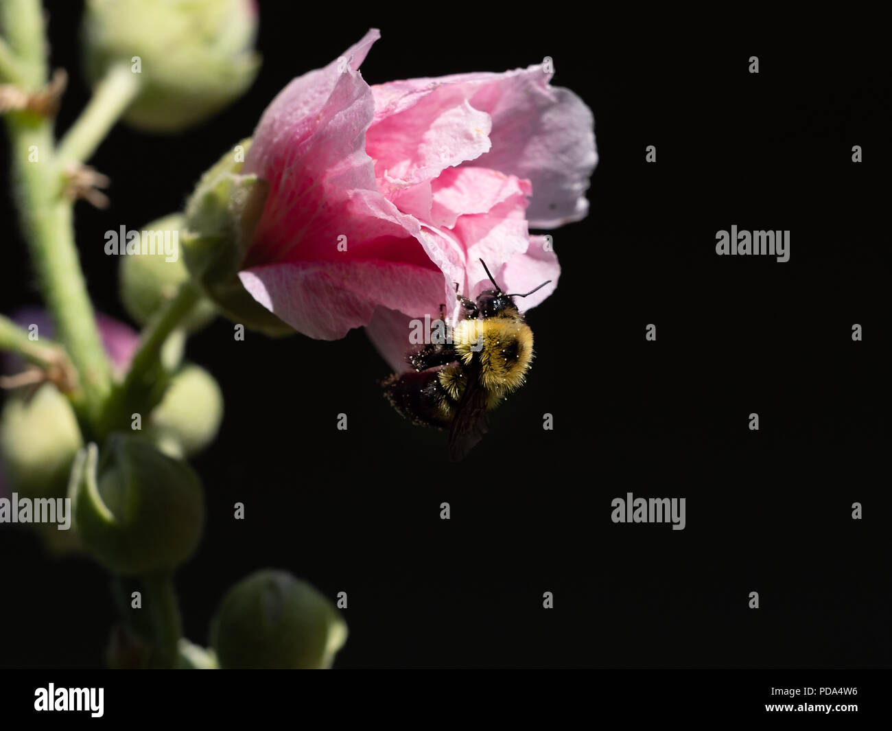 Nahaufnahme eines honey bee hängen von einem rosafarbenen Malve Blume, die nicht vollständig geöffnet ist. Das Bild hat einen selektiven Fokus mit einem schwarzen Hintergrund. Stockfoto