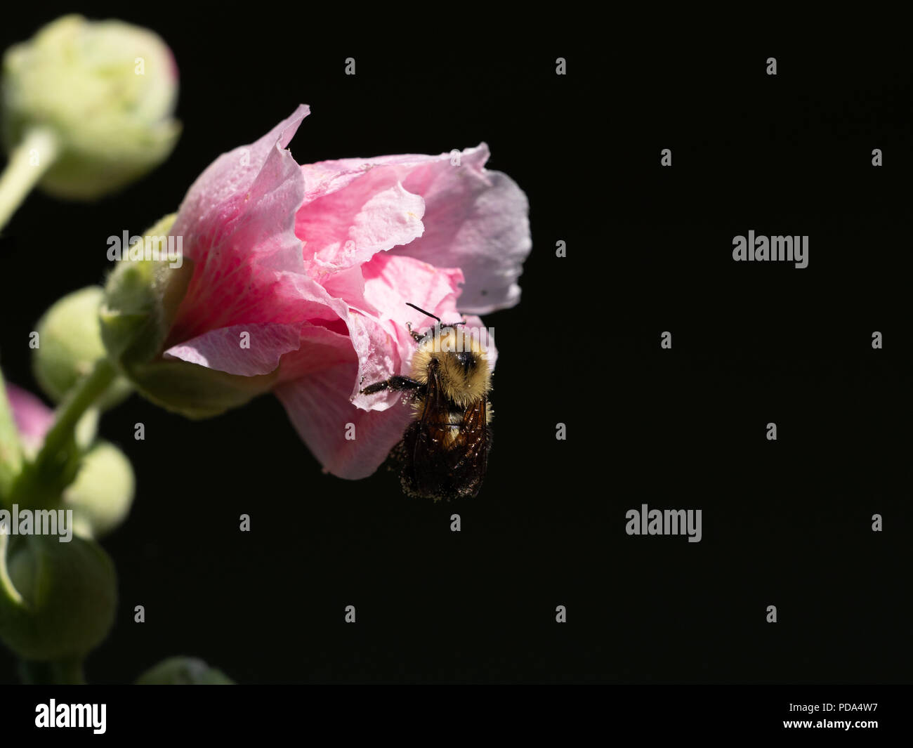 In der Nähe der Rückseite der Honey Bee Pollen sammeln von einem rosafarbenen Malve Blume, die nicht vollständig geöffnet ist. Das Bild hat einen selektiven Fokus mit einem Schwarzen Stockfoto