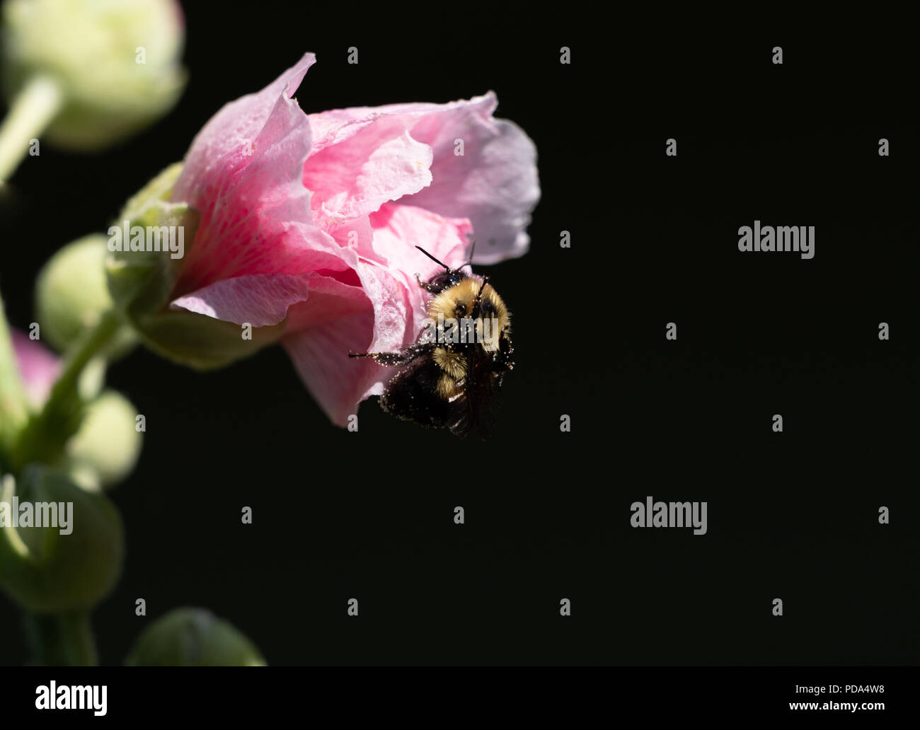 Nahaufnahme eines Honey Bee Pollen sammeln von einem rosafarbenen Malve Blume, die nicht vollständig geöffnet ist. Das Bild hat einen selektiven Fokus mit einem schwarzen Hintergrund. Stockfoto