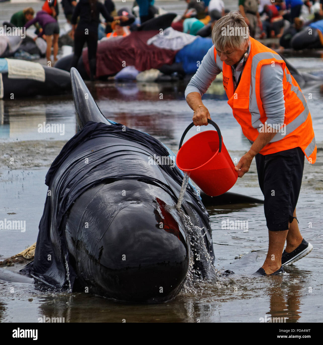 Neuseeland, Farewell Spit, Wal Strandung, Tiere, Wal, Meer, Wasser, Fin, emotionale, Küste, Wale, traurig, gestrandet, Meer Säugetier, starb, offen, Sandy Stockfoto