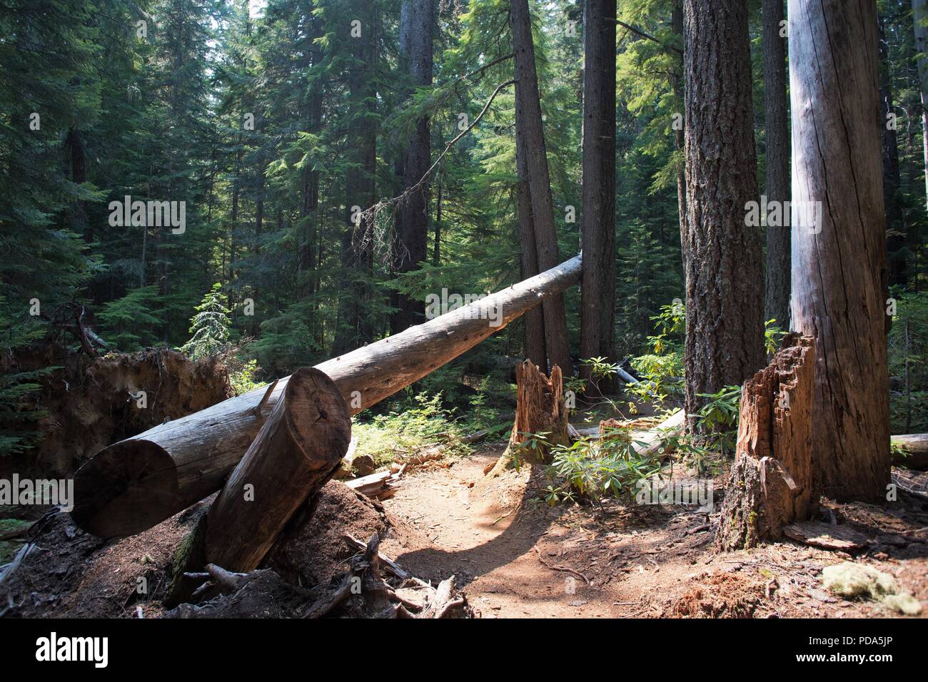 Einen umgestürzten Baum in einer Spur am Willamette National Forest in Oregon, USA. Stockfoto