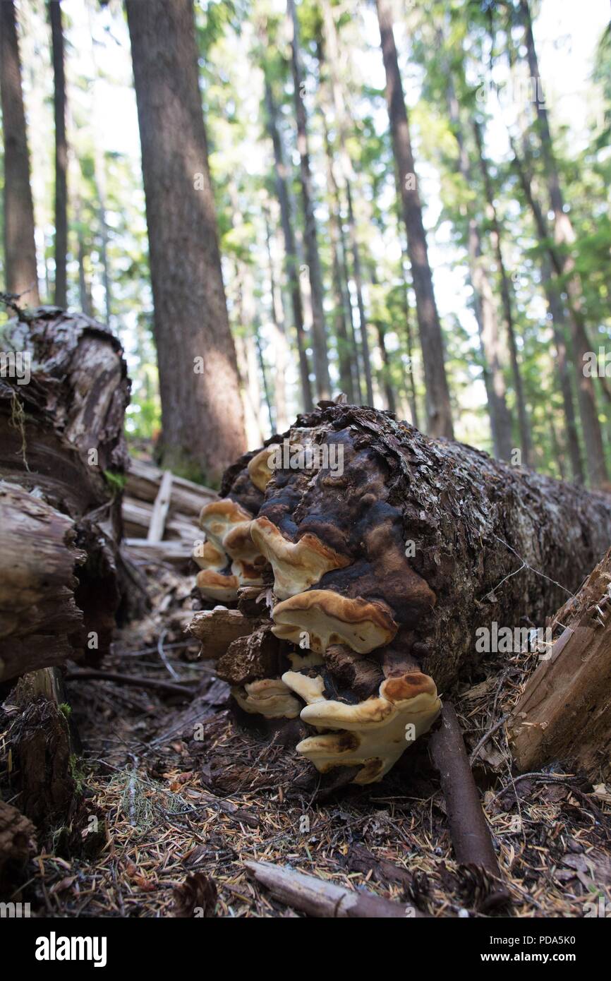 Pilz auf einem toten Baum an der Willamette National Forest in Oregon, USA. Stockfoto