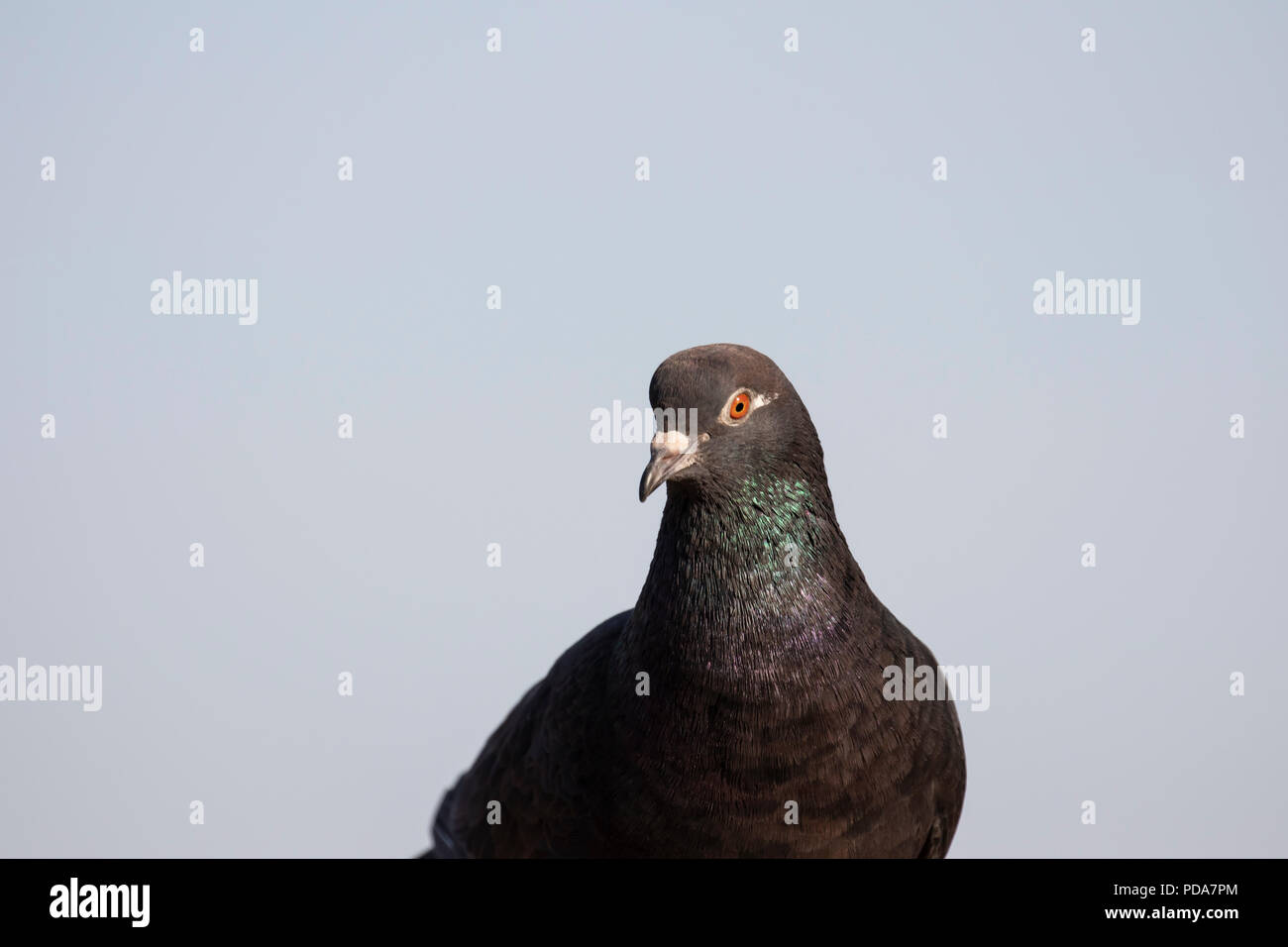 Schwarze Taube mit orangefarbenen Augen Stockfoto