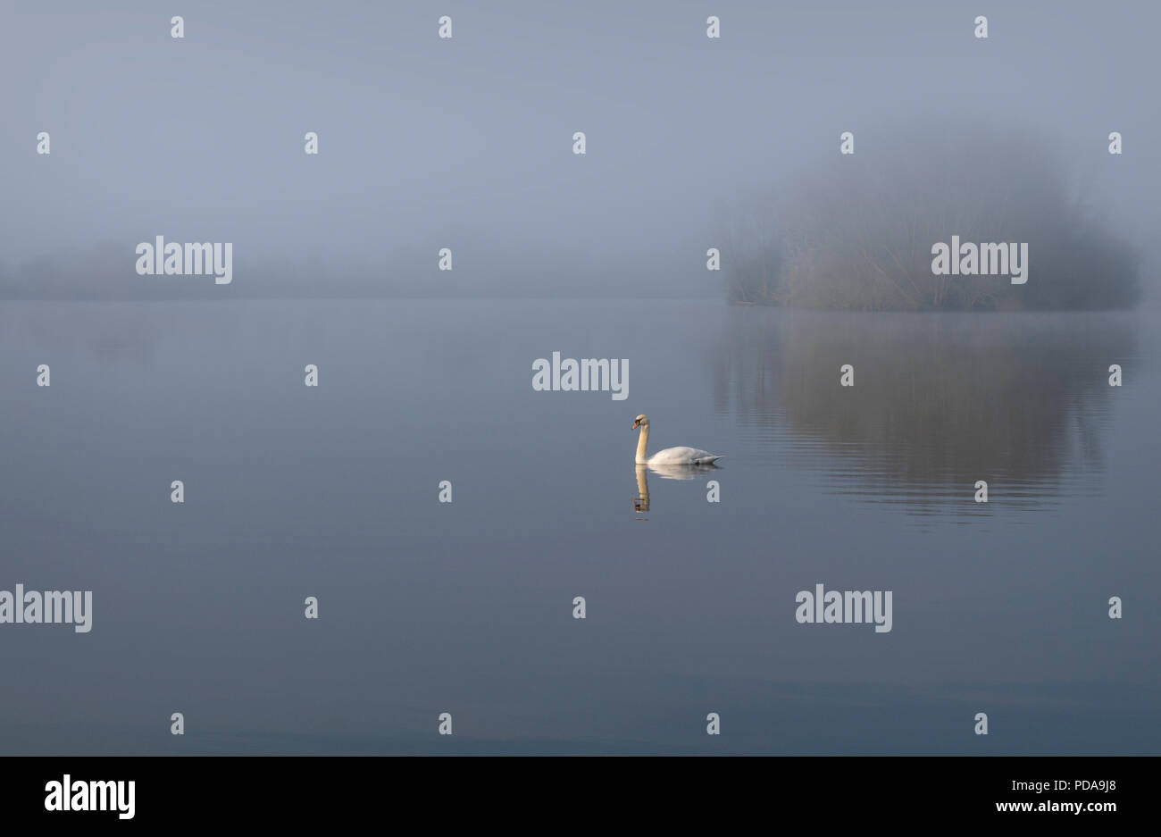 Misty Morning Schwan und See Stockfoto