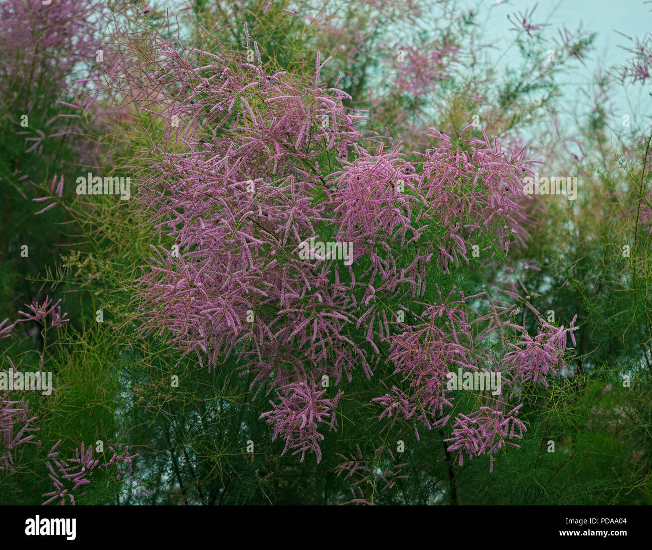 Chinesischer farn -Fotos und -Bildmaterial in hoher Auflsung  Alamy