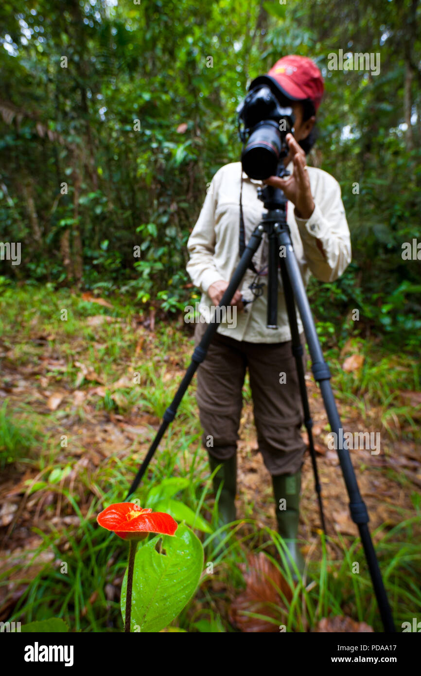 Makro Fotografen die Bilder eines brennenden Lippen Blüte im Regenwald an Burbayar Nature Reserve, Republik Panama. Stockfoto
