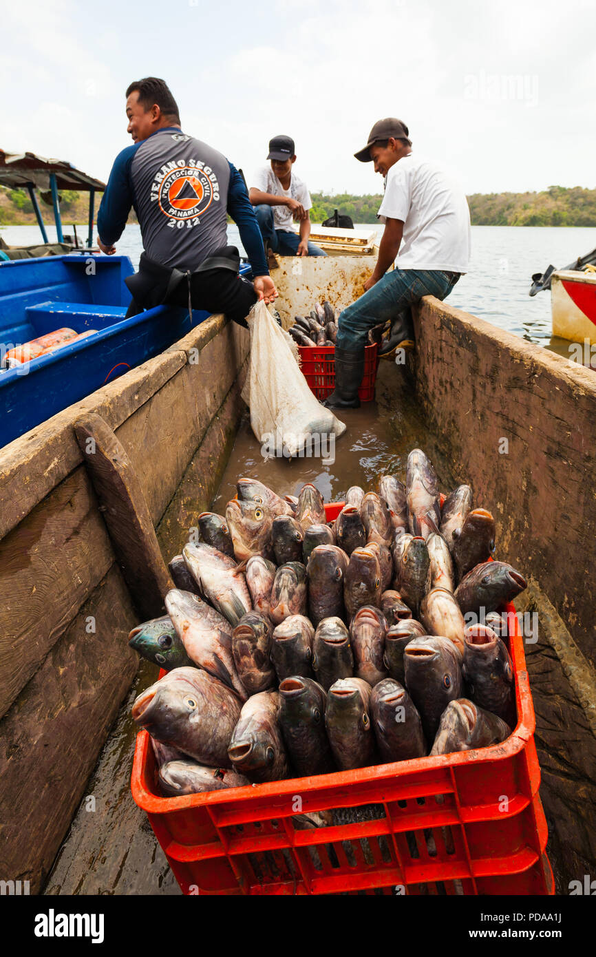 Tilapia Fische in einer Kiste und lokale Fischer am See von Bayano Lake, Republik Panama, Mittelamerika. Stockfoto