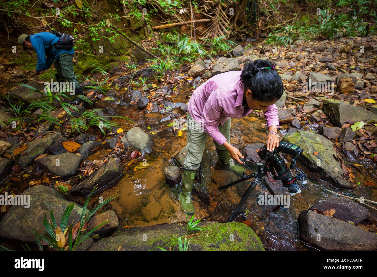 Makro Fotografen, die Bilder von Amphibien im Regenwald in der Nähe von Burbayar Lodge, El Llano, Republik Panama. Stockfoto