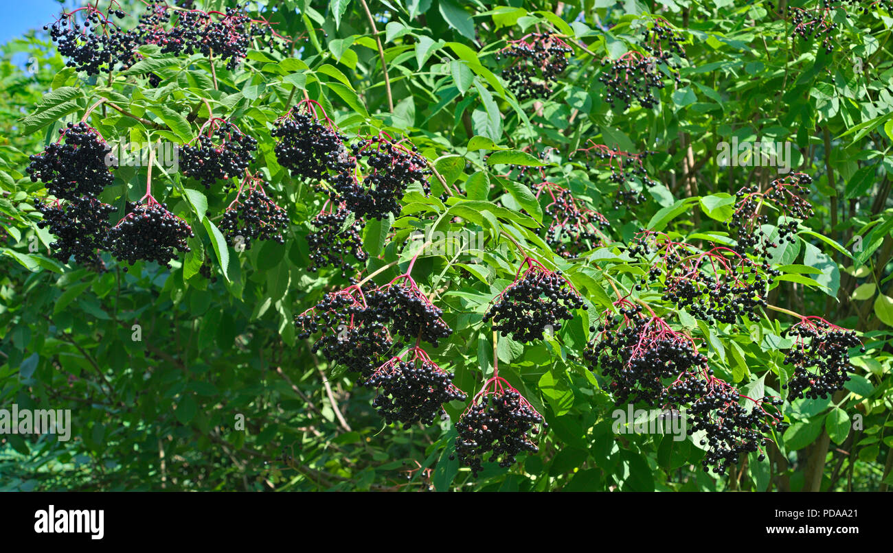 Holunder Baum mit Clustern von dunkel lila Beeren Stockfoto