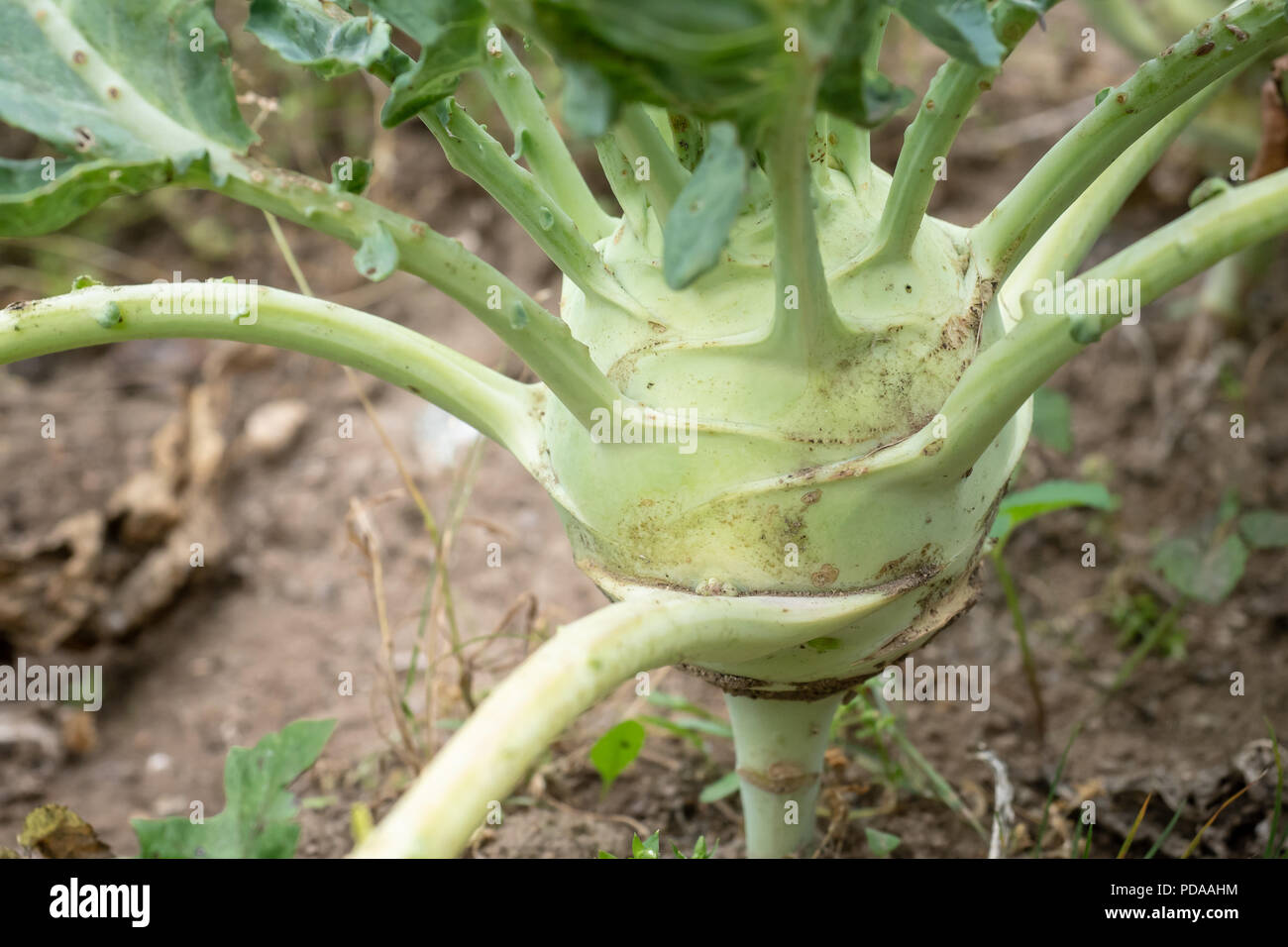 Kohlrabi Wachst Im Garten Kohlrabi Kraut Bereit Zu Ernten
