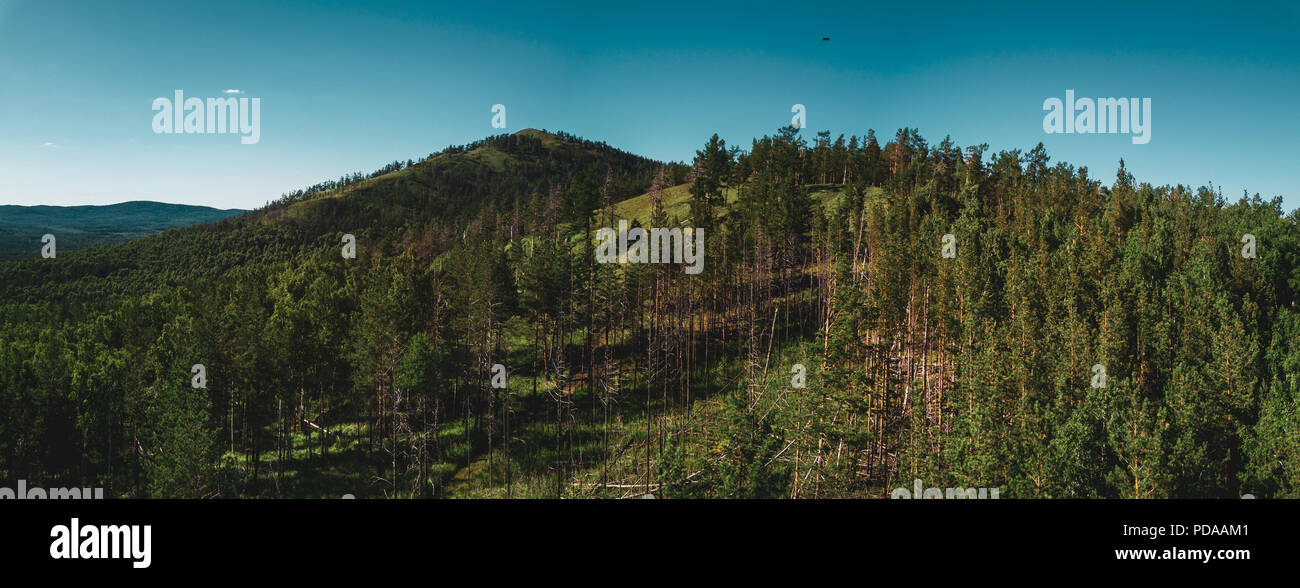 Drone Panoramablick auf Sugoyak Berg mit hohen Baumstämmen, Mischwald aus Birken und Kiefern, Bergen im Hintergrund, wilde Natur Stockfoto