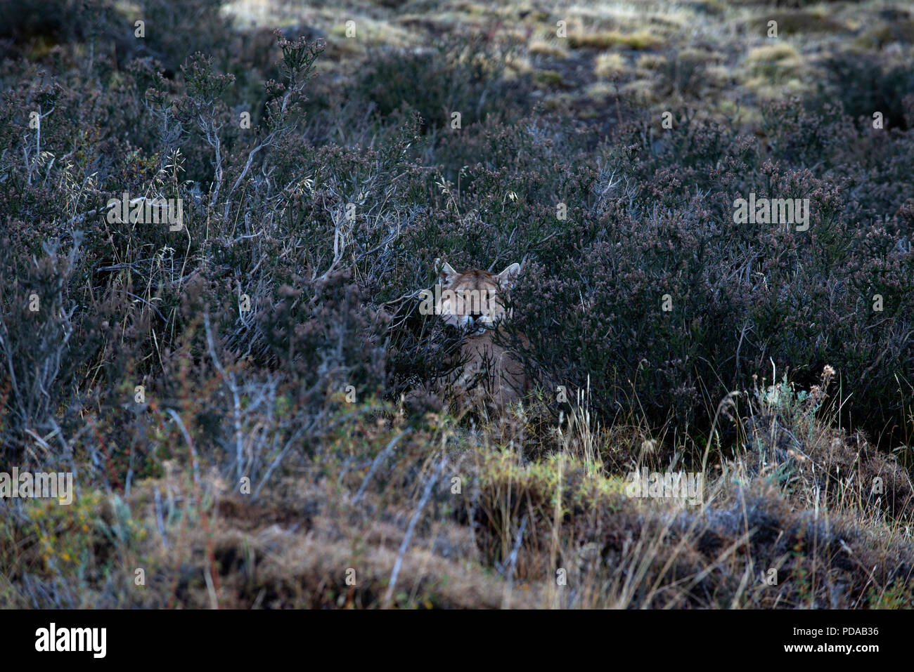 Wild erwachsene Frau patagonischen Puma in Mata Negra Sträuchern. Stockfoto