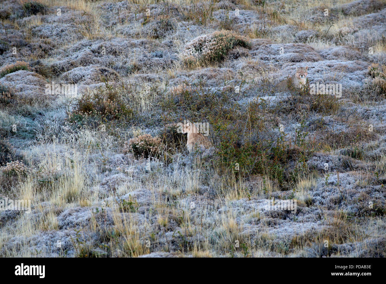 Erwachsene Frau patagonischen Puma sitzen auf Frost bedeckt Hang mit ihren großen juvenile männliche Nachkommen sitzen hinter ihr auf der rechten Seite. Stockfoto
