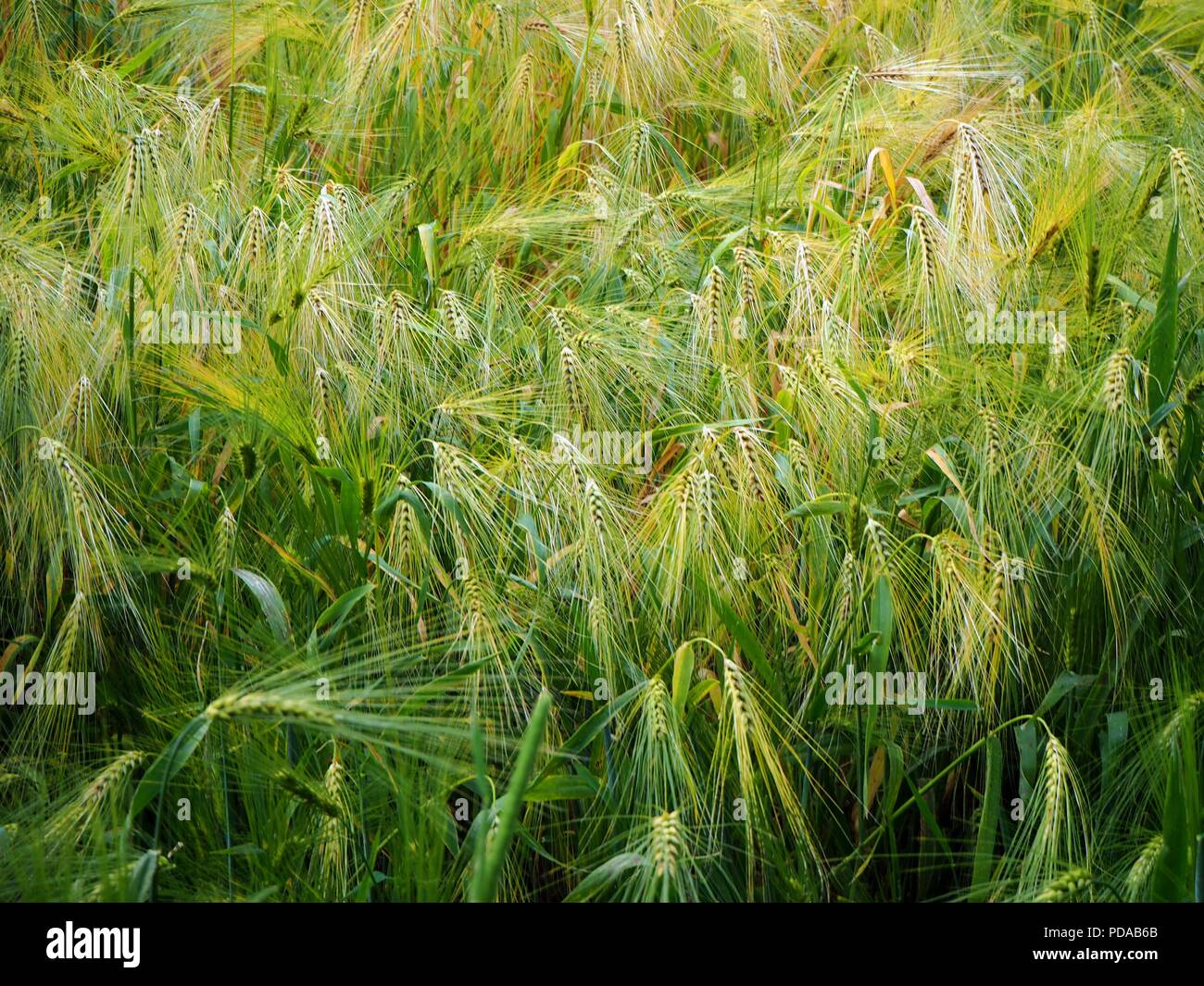 Schöne Gerste und Hafer Feld Schwarz und Weiß Stockfoto