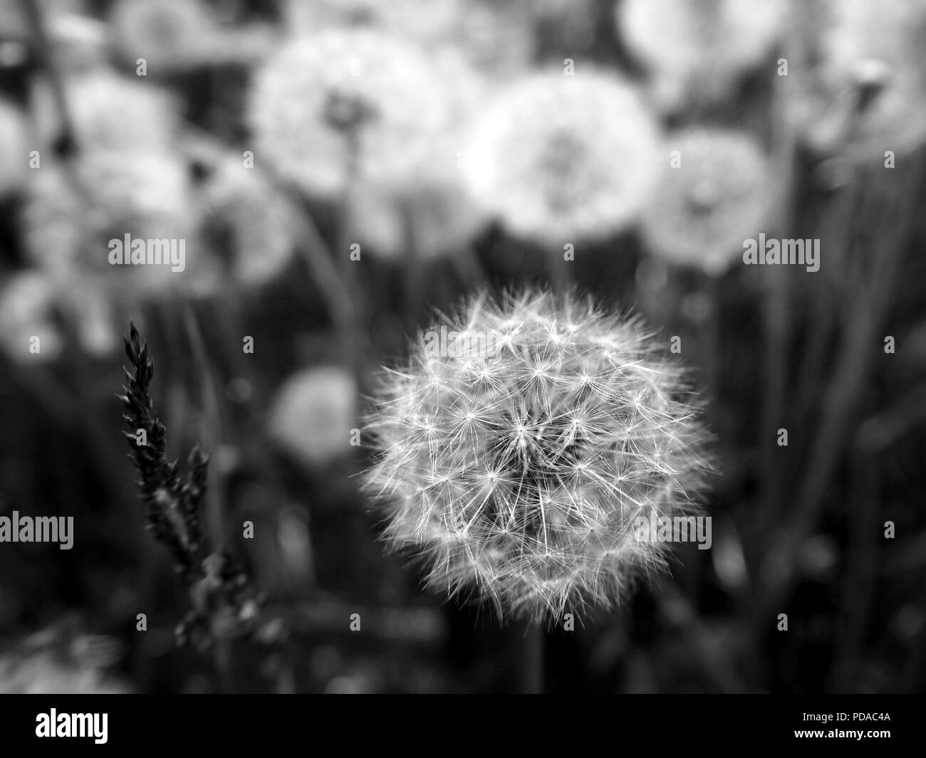Weiß Löwenzahn Blume Feld im Sommer schwarz und weiß Stockfoto