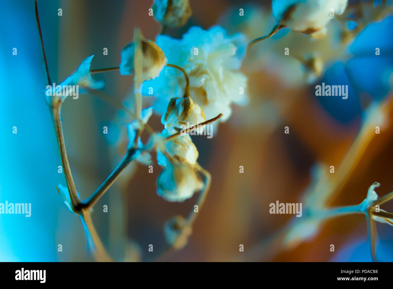 Blau Orange Weiß Gelb Farben von Hintergrund mit Blumen von Babys Atem - Gypsophila paniculata Stockfoto