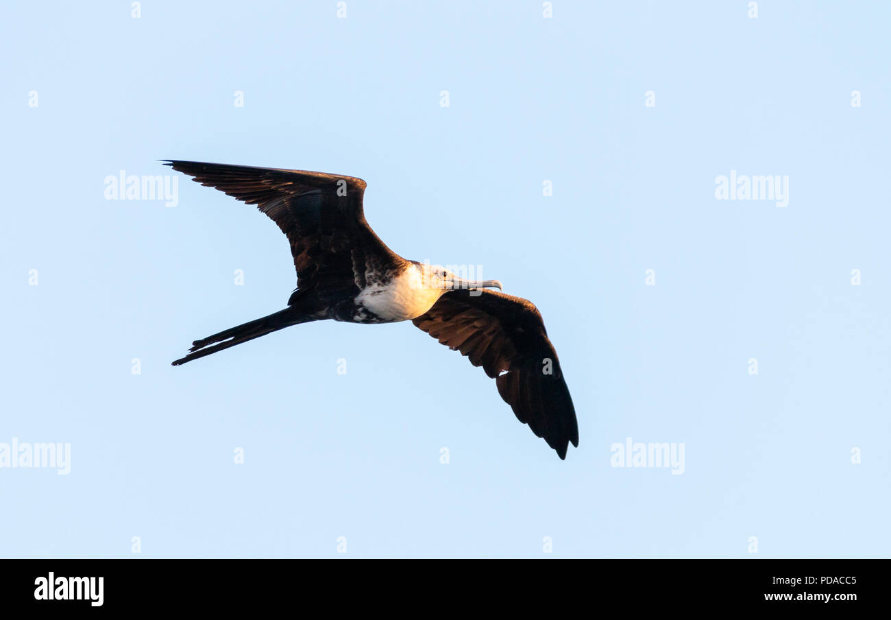 Prachtvolle Fregatte Vogel fliegen Stockfoto