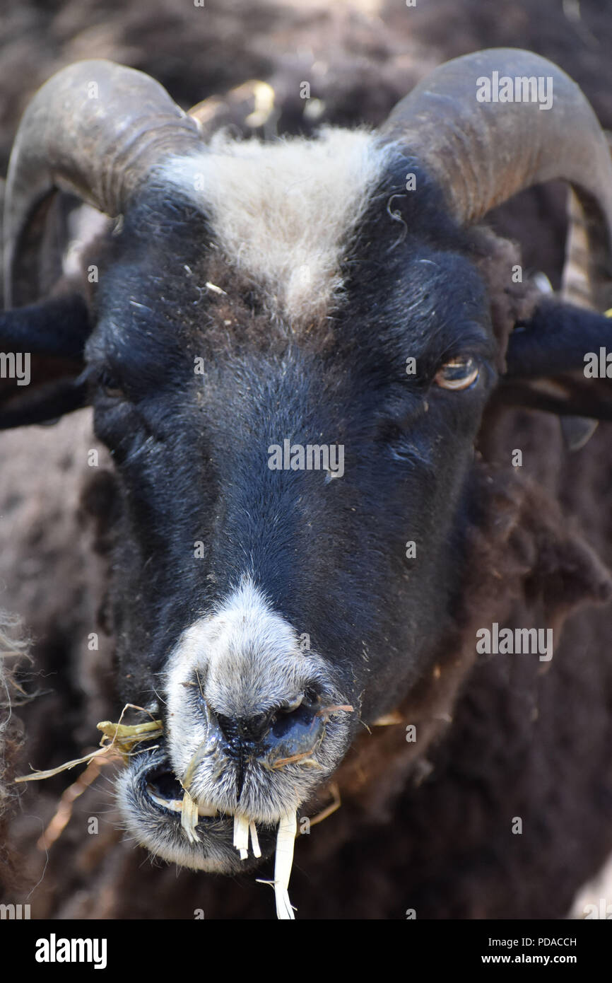 Kopf geschossen von Schafen mit Hörnern Essen Stroh Stockfoto