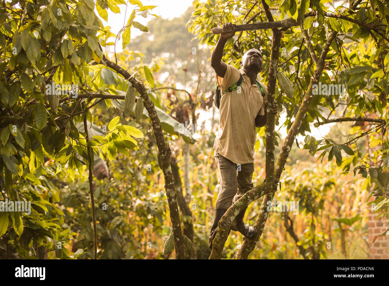Ein Arbeiter Pflaumen Kakaobäume mit einer Machete auf einer Kakaobohne Plantage im Distrikt Mukono, Uganda, Ostafrika. Stockfoto