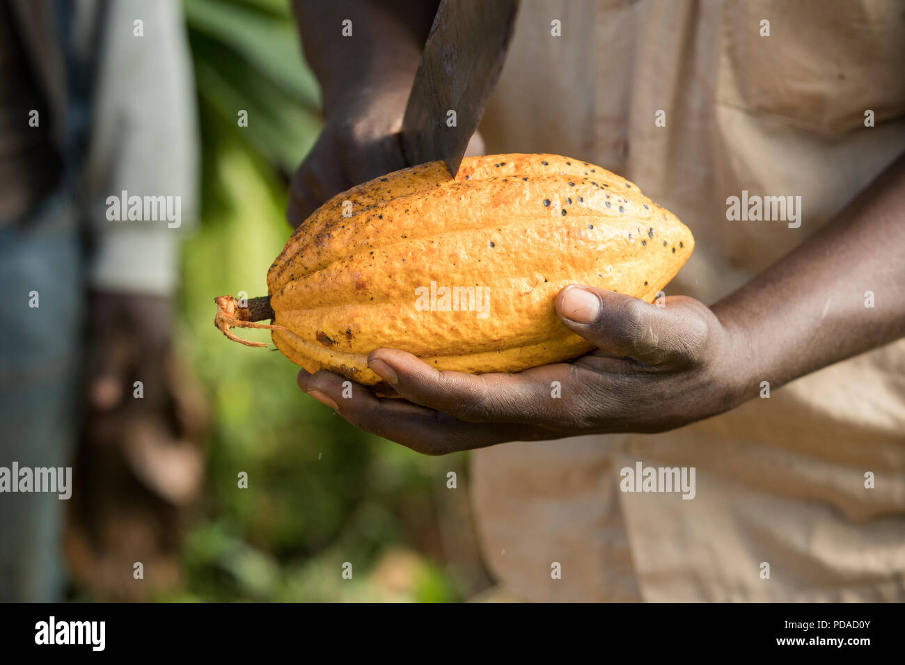 Ein Arbeiter Splits geöffnet ein frisch geerntete Kakaobohne pod mit einer Machete auf einer Plantage im Distrikt Mukono, Uganda, Ostafrika. Stockfoto