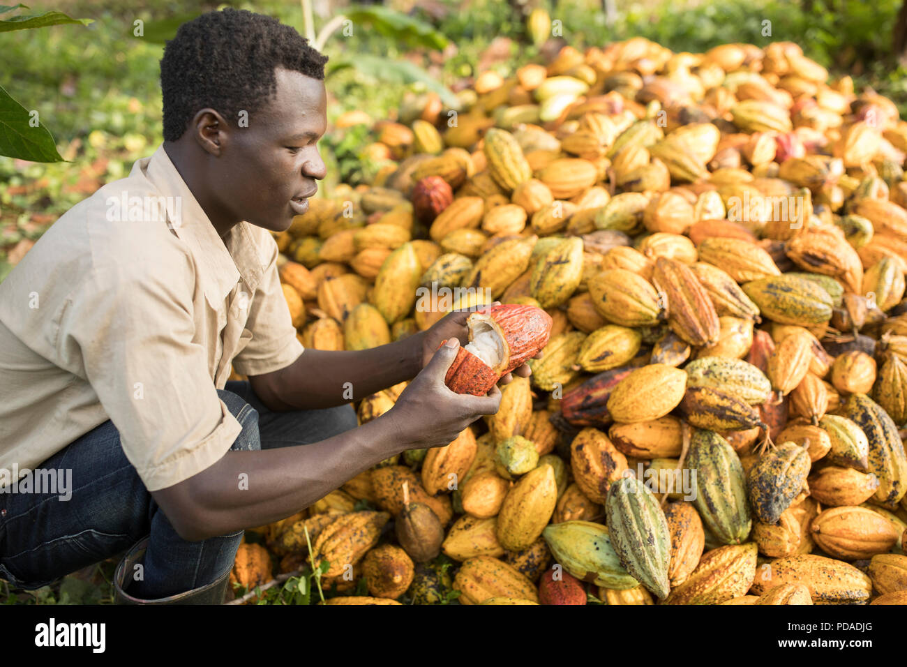 Der Arbeitnehmer teilt eine offene geerntete Kakaobohne pod auf einer Plantage im Distrikt Mukono, Uganda, Ostafrika. Stockfoto