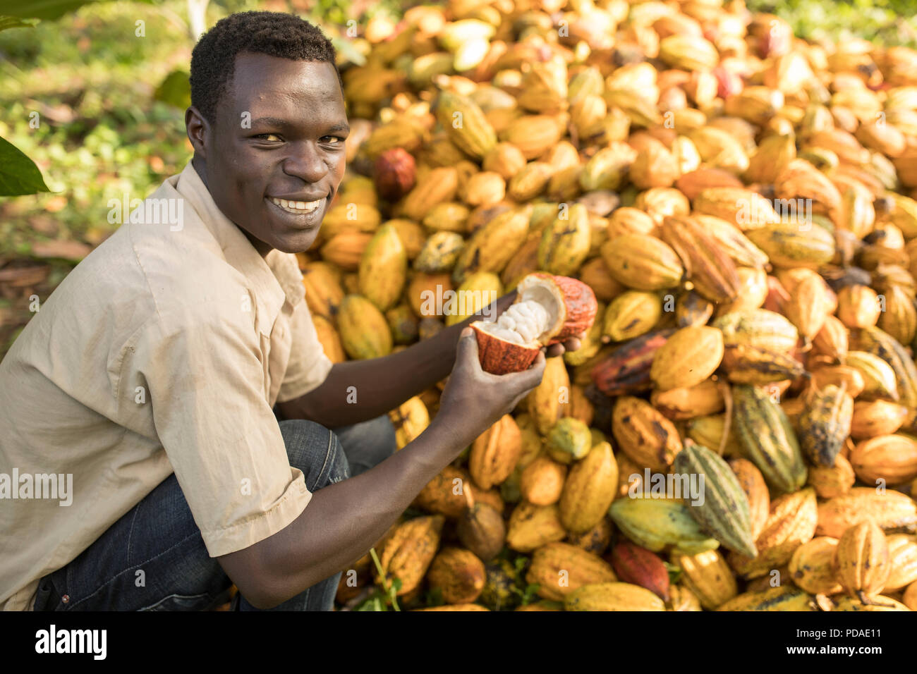 Der Arbeitnehmer teilt eine offene geerntete Kakaobohne pod auf einer Plantage im Distrikt Mukono, Uganda, Ostafrika. Stockfoto