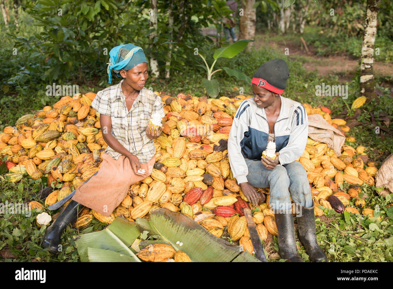 Arbeitnehmer die süße Frucht geniessen Sie von Kakaobohnen, spucken die Bohne, die Schokolade auf der Plantage in Mukono, Uganda verwendet wird. Stockfoto