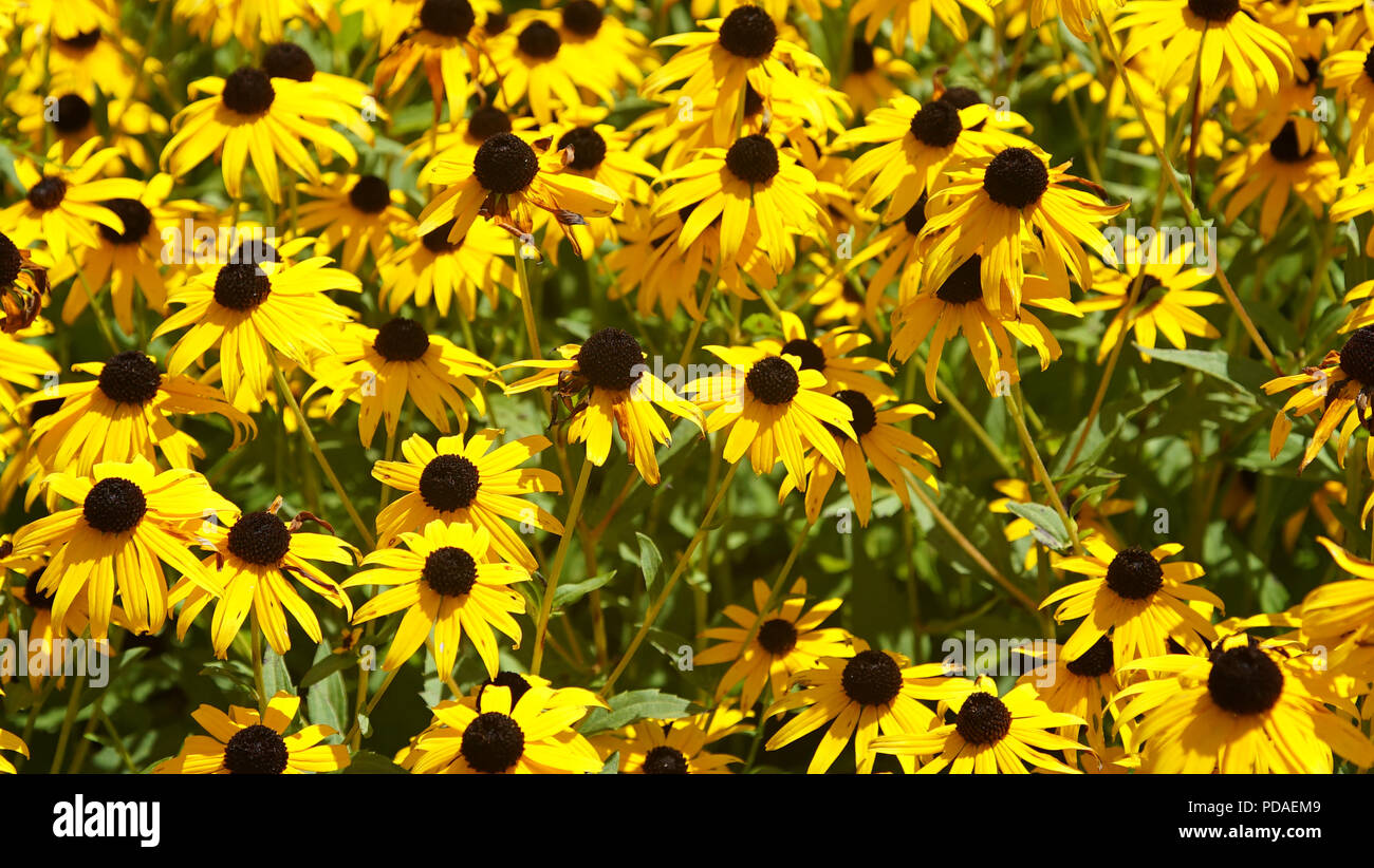 Nirgendwo auszuführen, nur Blumen. Stockfoto