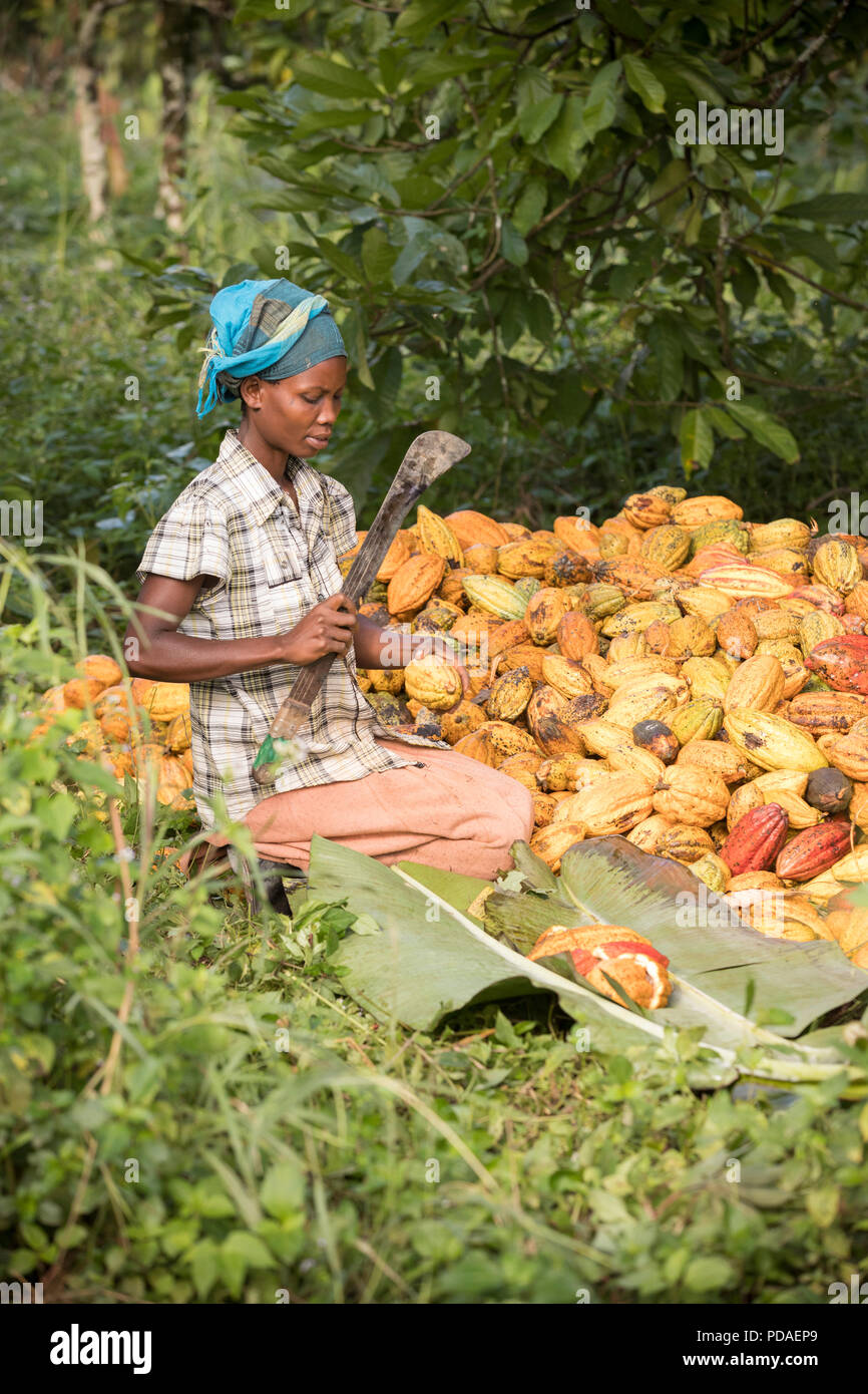 Ein Arbeiter Splits geöffnet ein frisch geerntete Kakaobohne pod mit einer Machete auf einer Plantage im Distrikt Mukono, Uganda, Ostafrika. Stockfoto